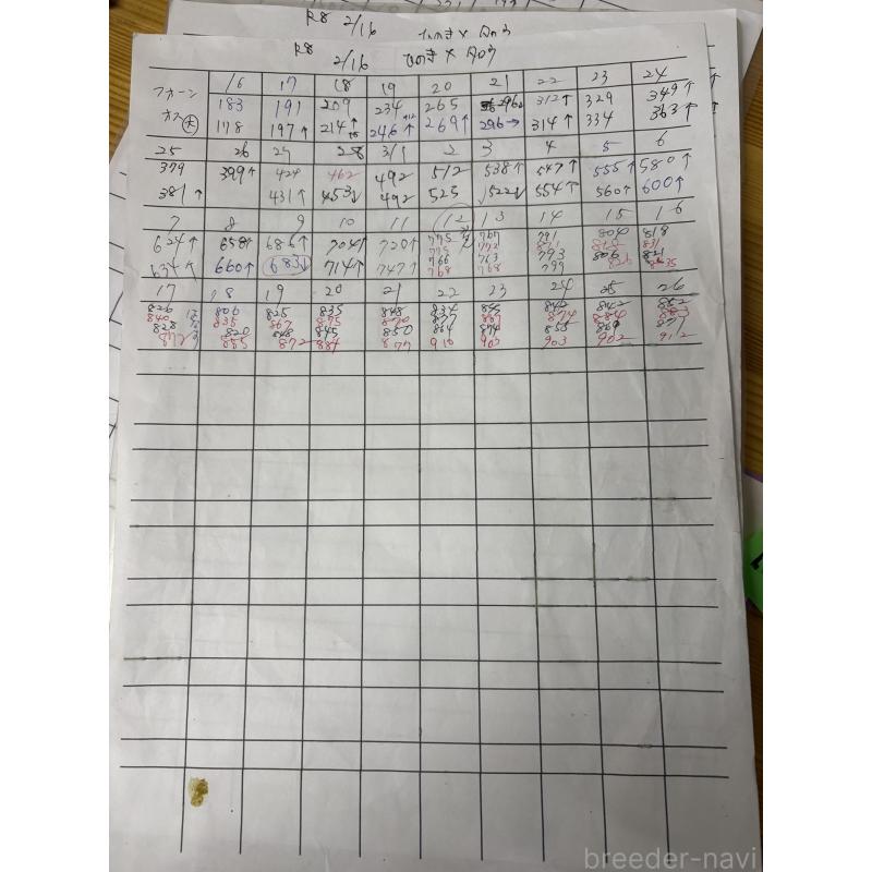 販売中の千葉県のパグ-454699の5枚目