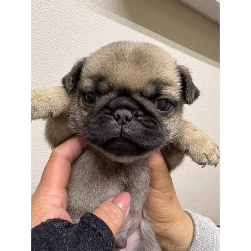 販売中の千葉県のパグ-454699の4枚目