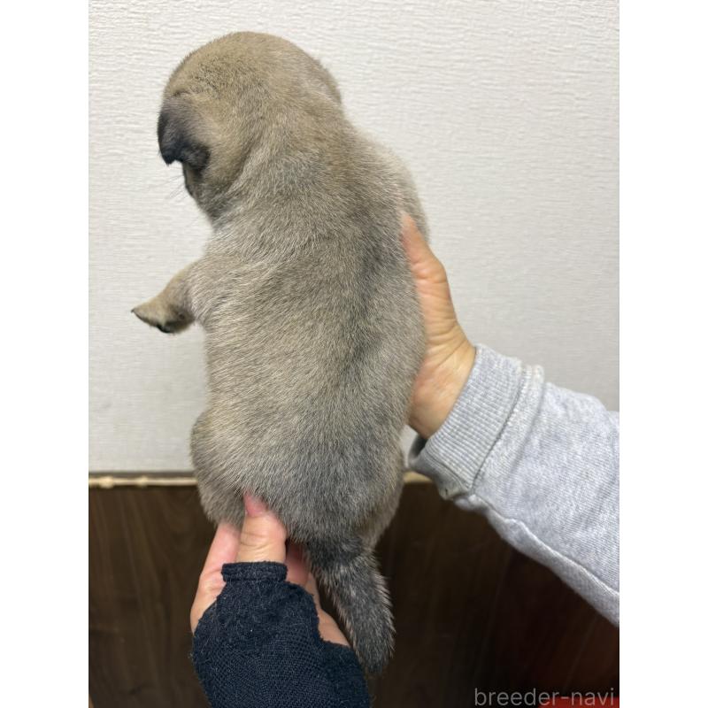 販売中の千葉県のパグ-454699の3枚目