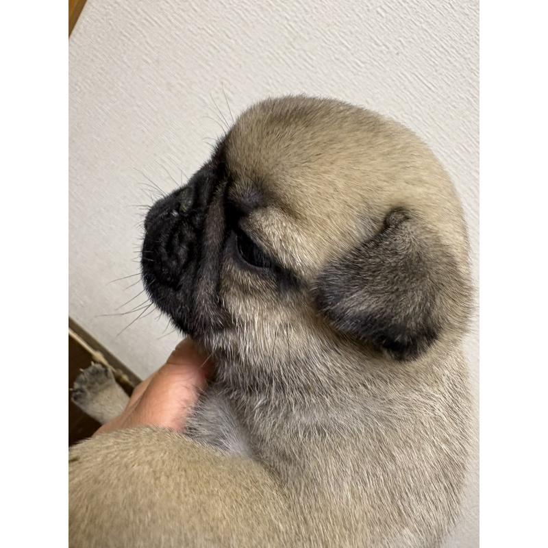 販売中の千葉県のパグ-454699の2枚目