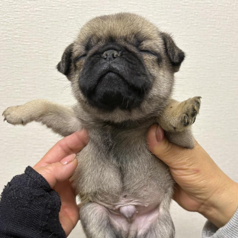 販売中の千葉県のパグ-454699