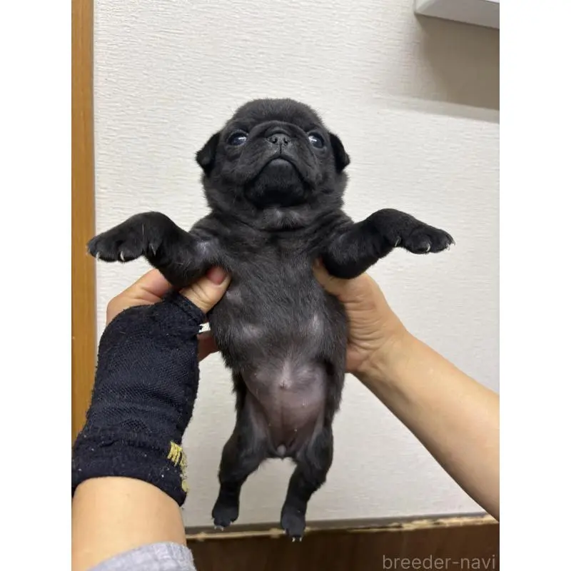 販売中の千葉県のパグ-454700の4枚目