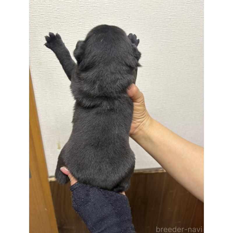 販売中の千葉県のパグ-454700の3枚目