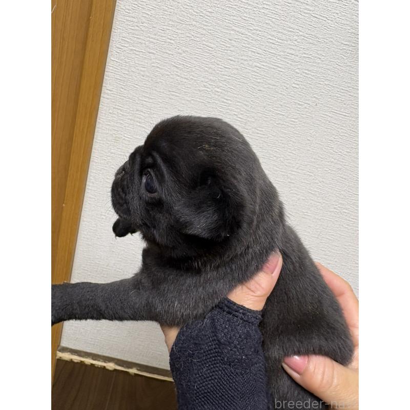 販売中の千葉県のパグ-454700の2枚目