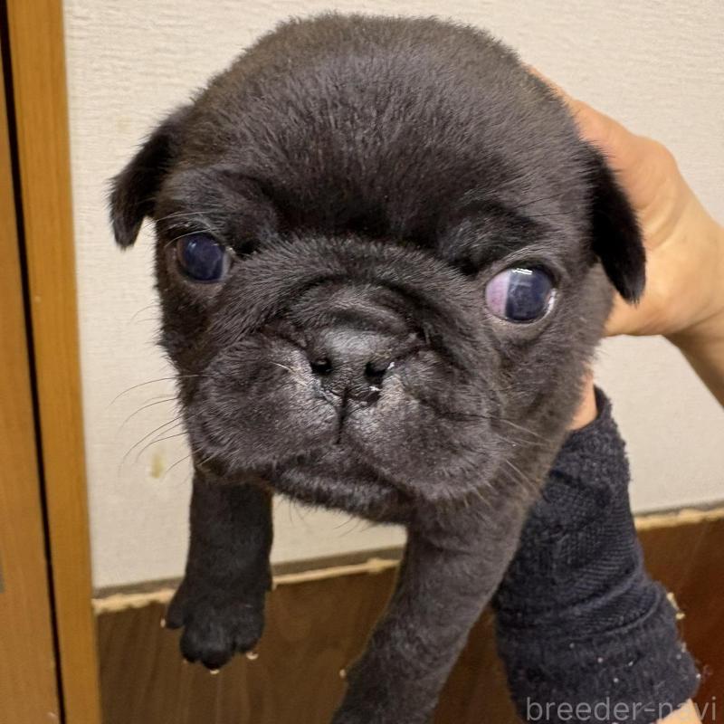 販売中の千葉県のパグ-454700