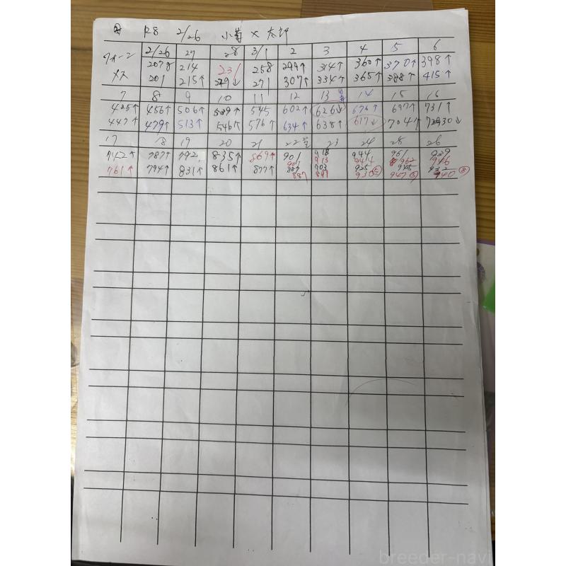 販売中の千葉県のパグ-454701の5枚目