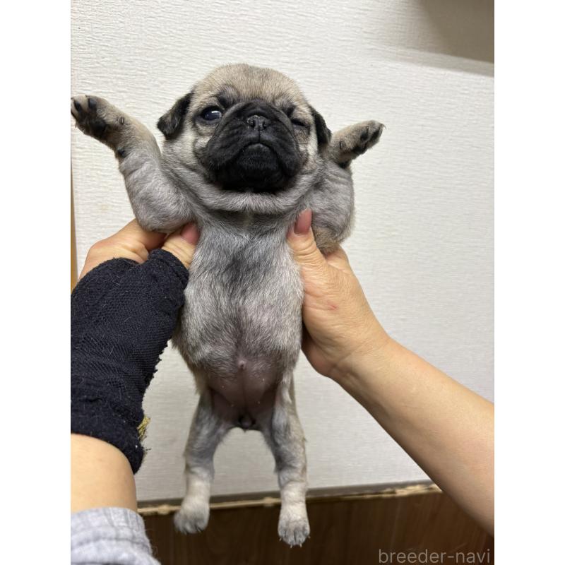 販売中の千葉県のパグ-454701の4枚目