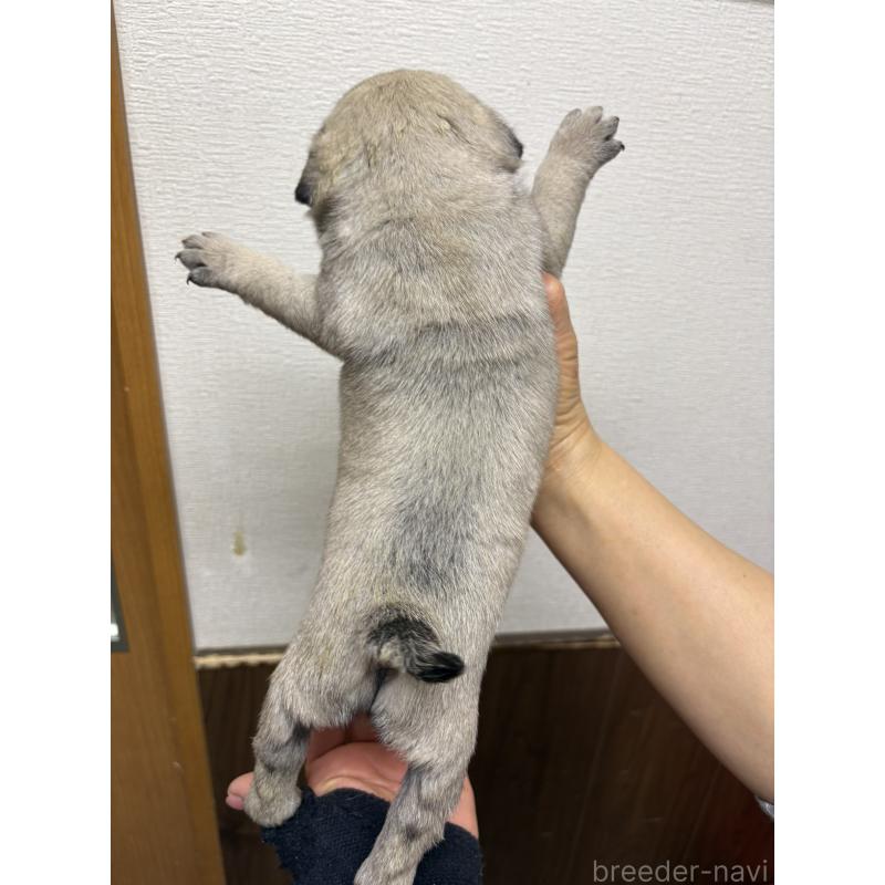 販売中の千葉県のパグ-454701の3枚目