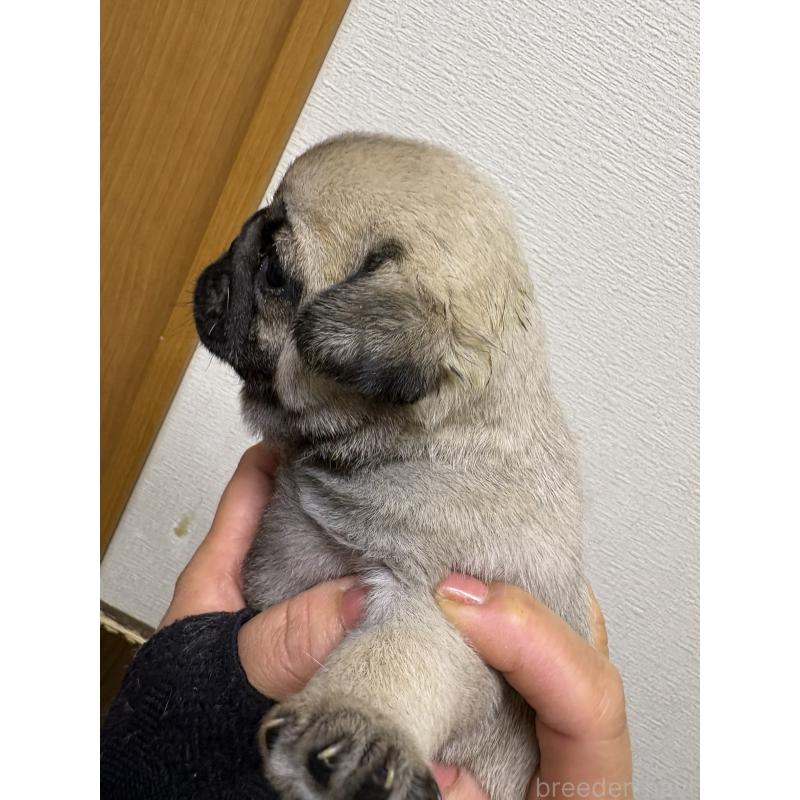 販売中の千葉県のパグ-454701の2枚目