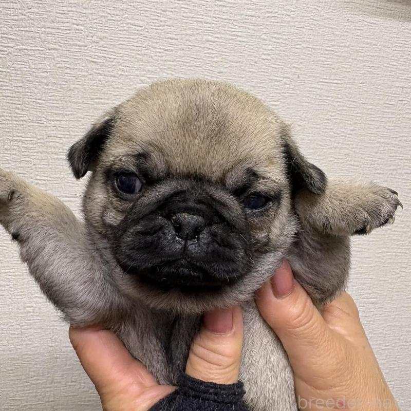 販売中の千葉県のパグ-454701