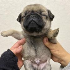 ♀︎パグ