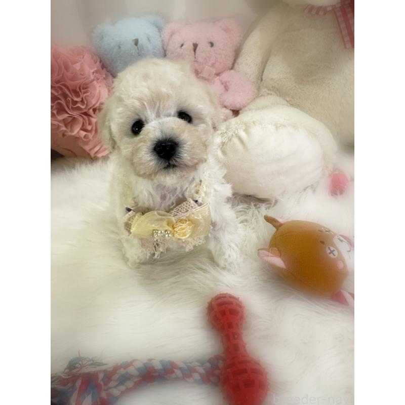 販売中の香川県のビションプー:ビションフリーゼ×トイプードル-451769の5枚目