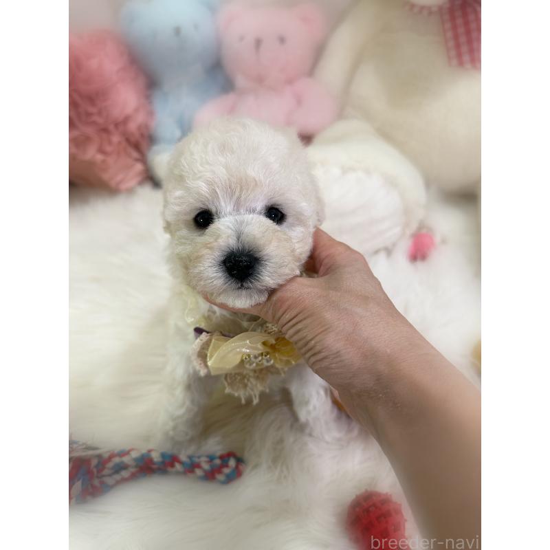 販売中の香川県のビションプー:ビションフリーゼ×トイプードル-451769の4枚目