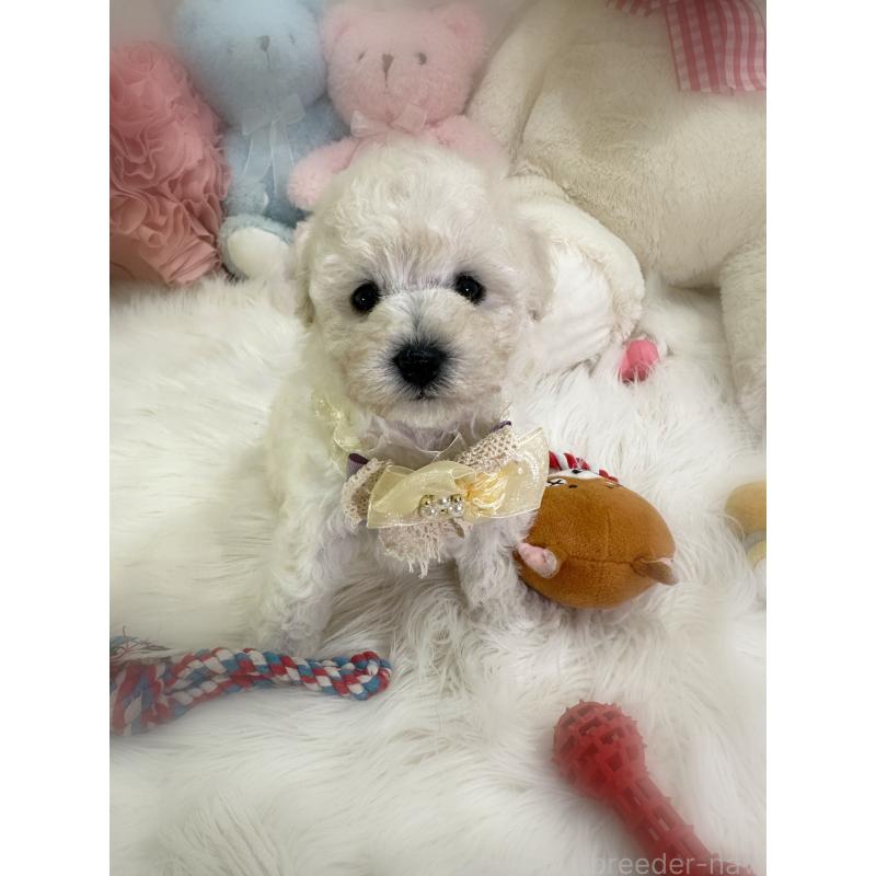 販売中の香川県のビションプー:ビションフリーゼ×トイプードル-451769の3枚目