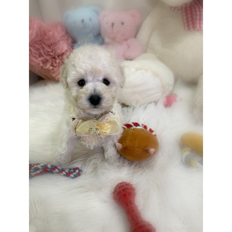 販売中の香川県のビションプー:ビションフリーゼ×トイプードル-451769の2枚目