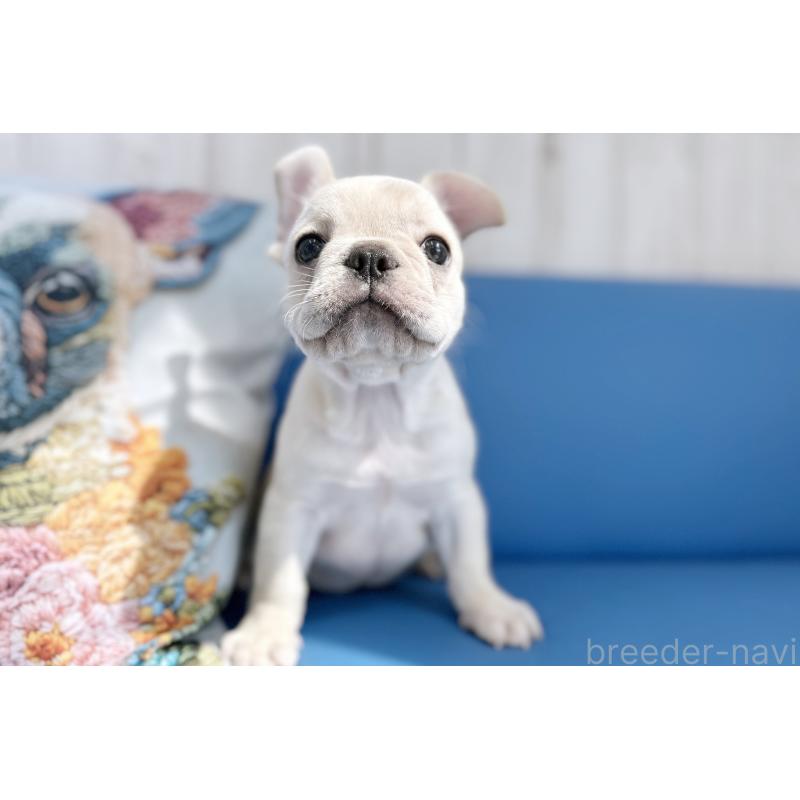販売中の京都府のフレンチブルドッグ-445717の8枚目