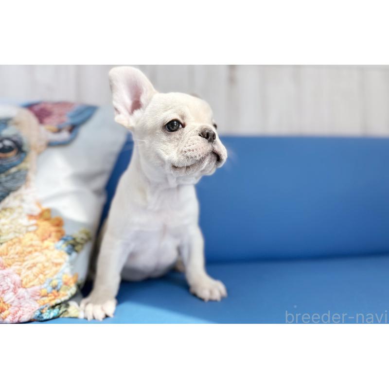 販売中の京都府のフレンチブルドッグ-445717の7枚目
