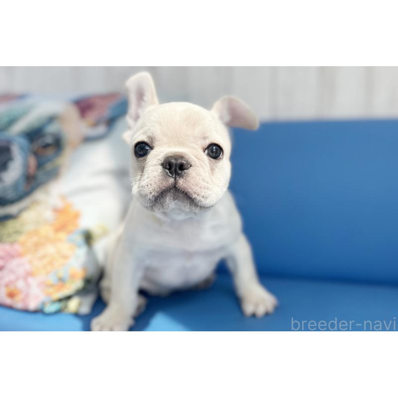 販売中の京都府のフレンチブルドッグ-445717の6枚目