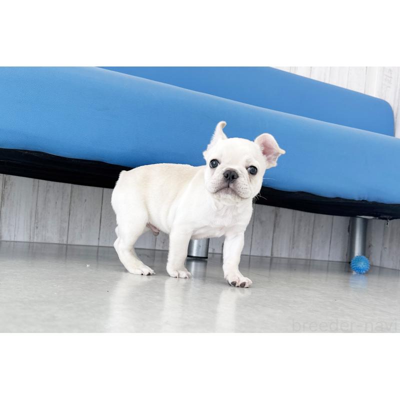 販売中の京都府のフレンチブルドッグ-445717の5枚目