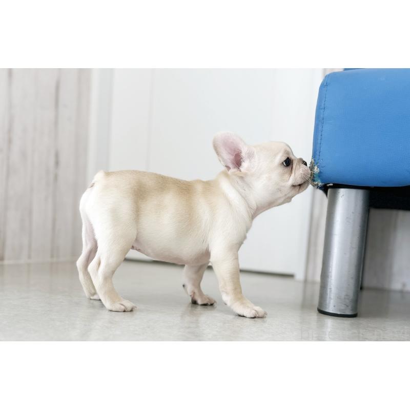 販売中の京都府のフレンチブルドッグ-445717の3枚目