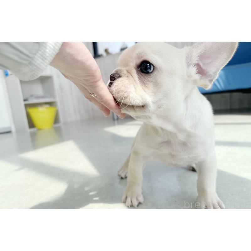 販売中の京都府のフレンチブルドッグ-445717の2枚目