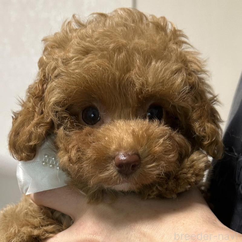 販売中の熊本県のティーカッププードル-454708の10枚目