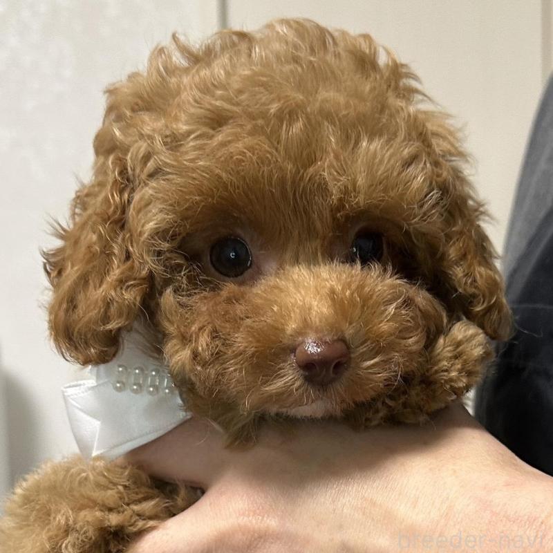 販売中の熊本県のティーカッププードル-454708の9枚目