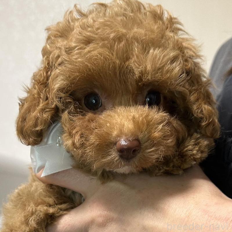 販売中の熊本県のティーカッププードル-454708の8枚目