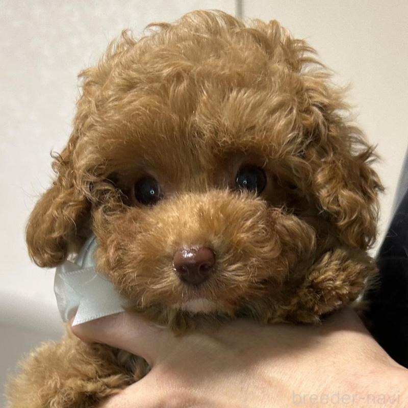 販売中の熊本県のティーカッププードル-454708の7枚目