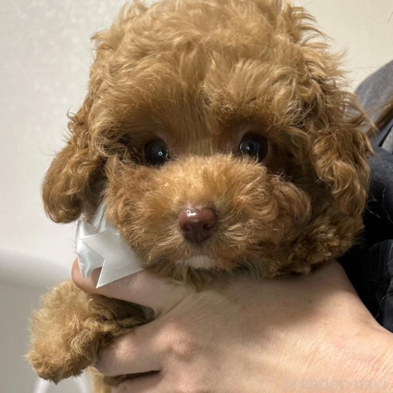 販売中の熊本県のティーカッププードル-454708の6枚目