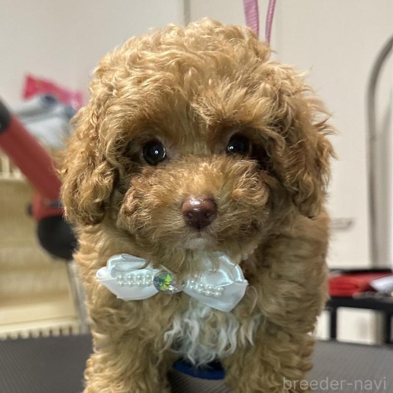 販売中の熊本県のティーカッププードル-454708の5枚目