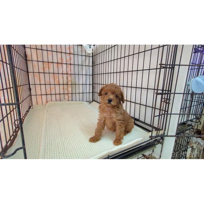 販売中の茨城県のマルプー:マルチーズ×トイプードル-447473の2枚目