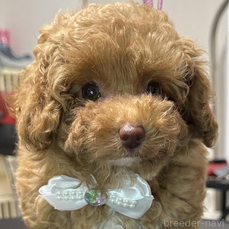 販売中の熊本県のティーカッププードル-454708の4枚目