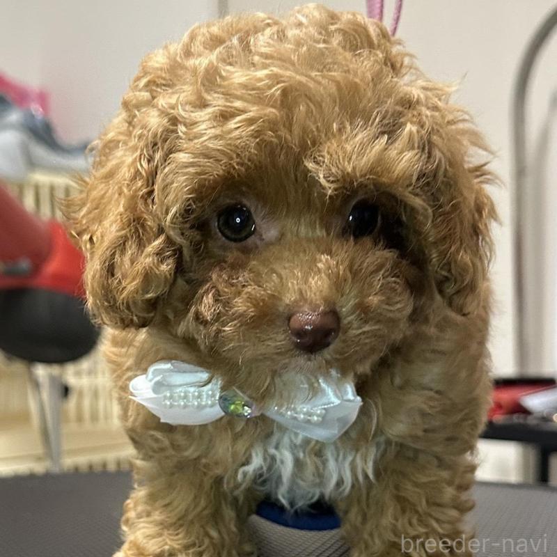 販売中の熊本県のティーカッププードル-454708の3枚目