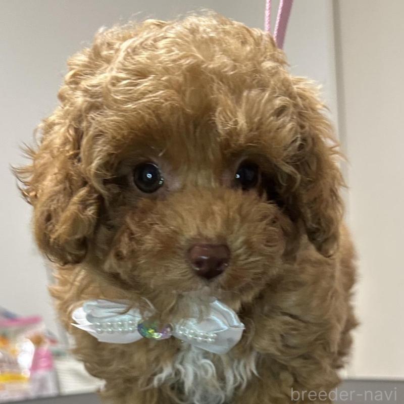 販売中の熊本県のティーカッププードル-454708の2枚目