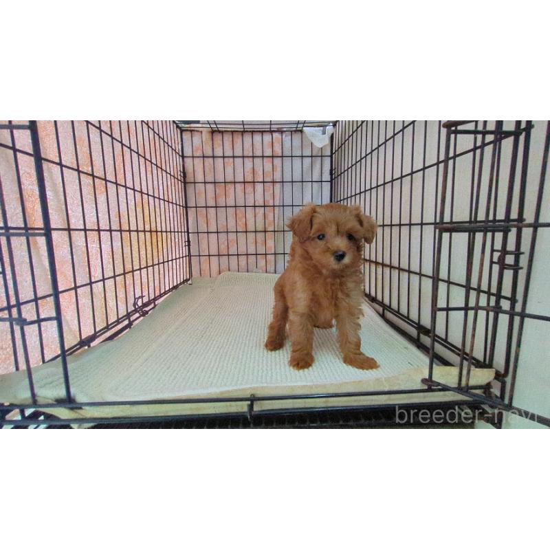 販売中の茨城県のマルプー:マルチーズ×トイプードル-447475の2枚目