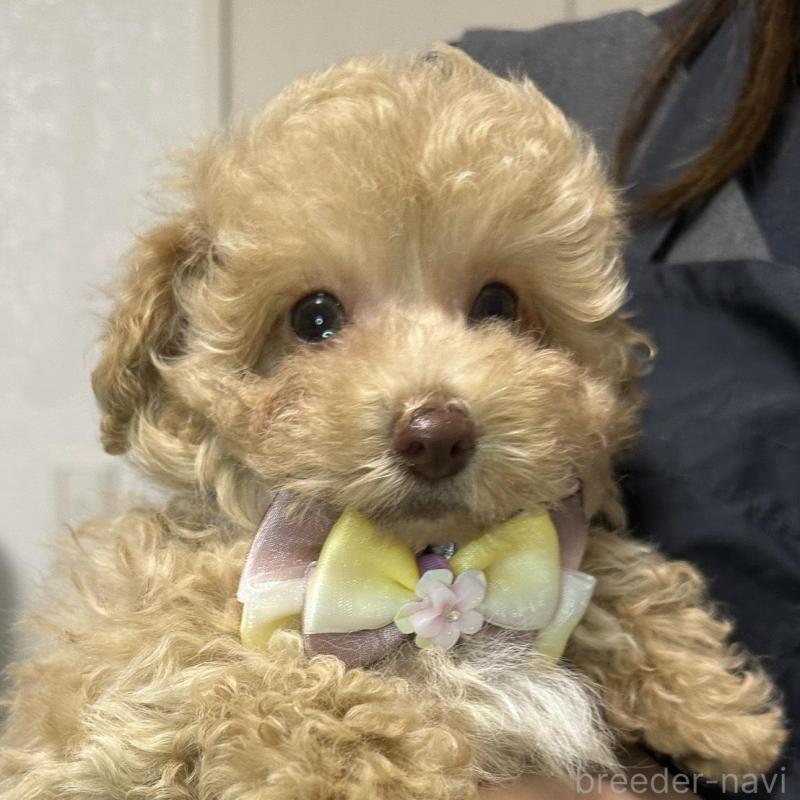 販売中の熊本県のタイニープードル-454714の11枚目