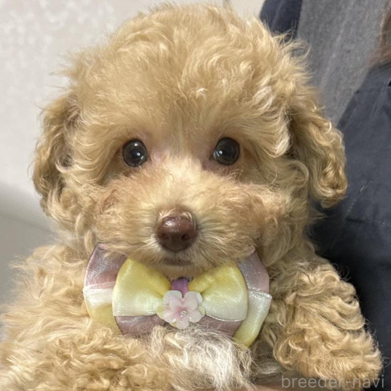 販売中の熊本県のタイニープードル-454714の10枚目