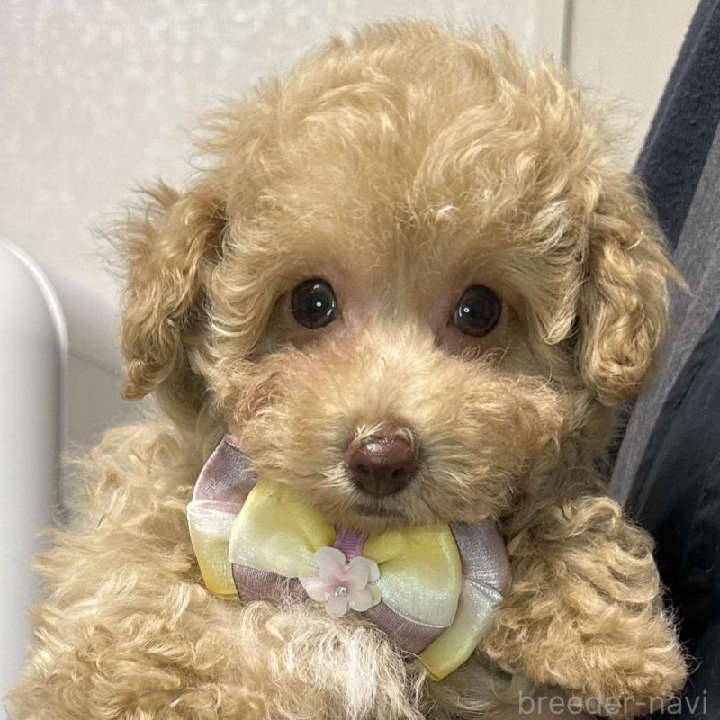 販売中の熊本県のタイニープードル-454714の8枚目