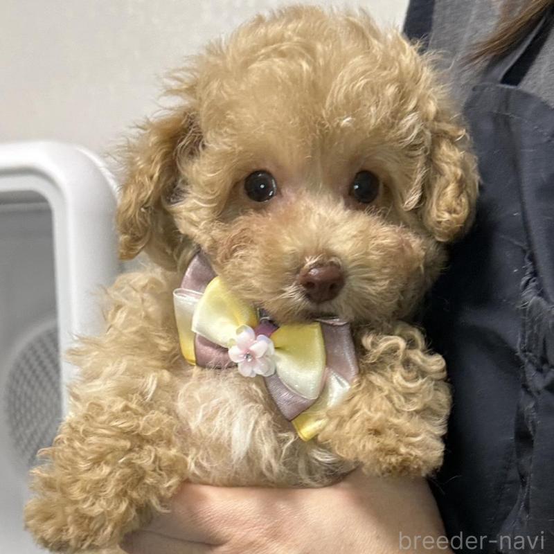販売中の熊本県のタイニープードル-454714の7枚目
