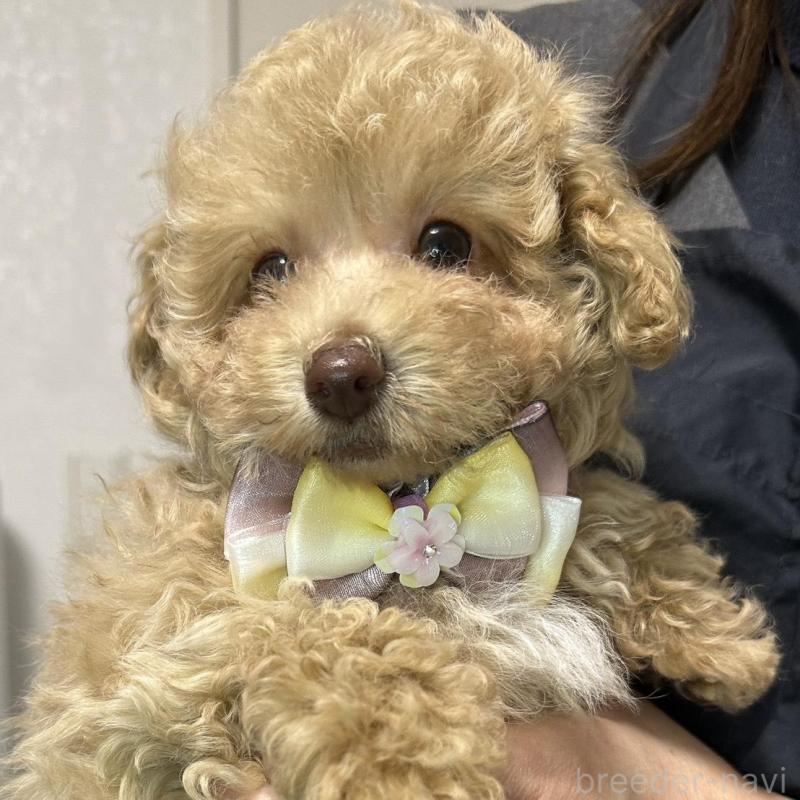 販売中の熊本県のタイニープードル-454714の6枚目