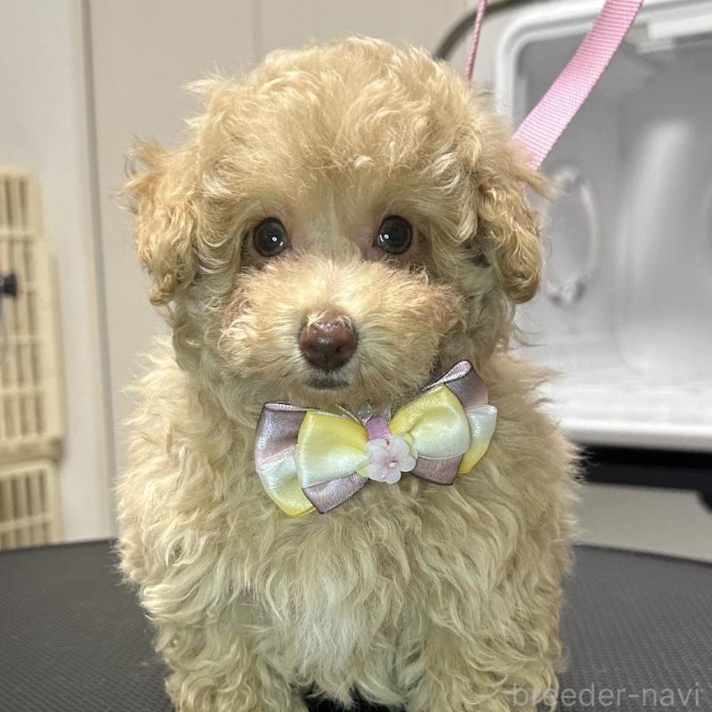 販売中の熊本県のタイニープードル-454714の5枚目