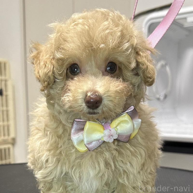 販売中の熊本県のタイニープードル-454714の4枚目