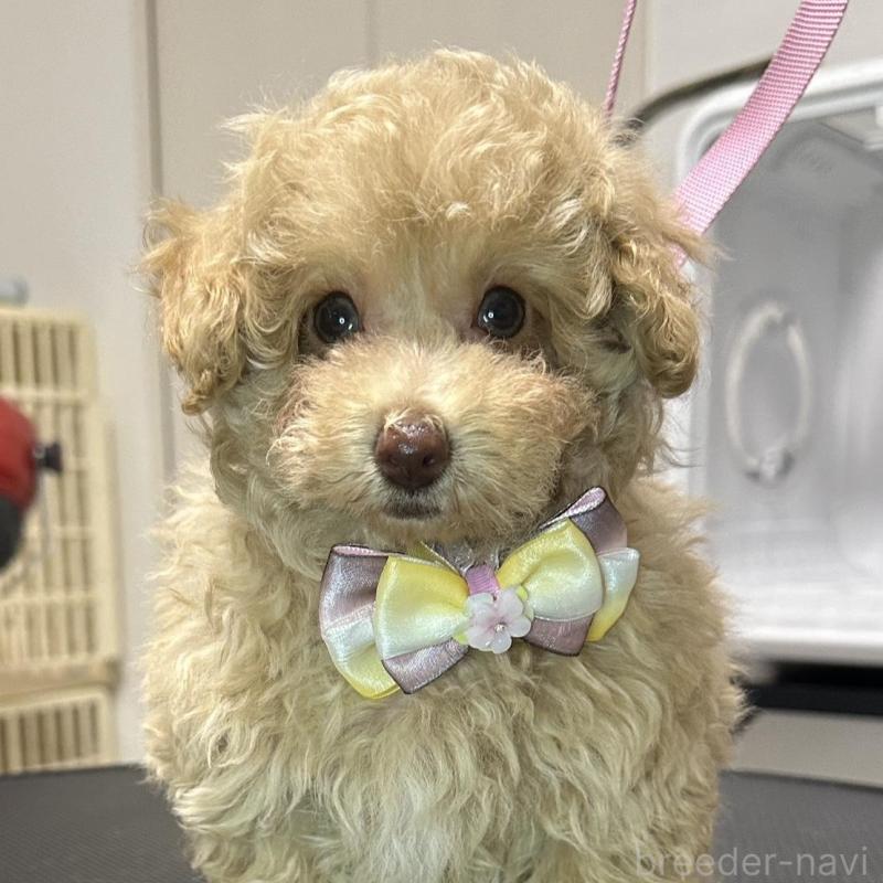販売中の熊本県のタイニープードル-454714の3枚目