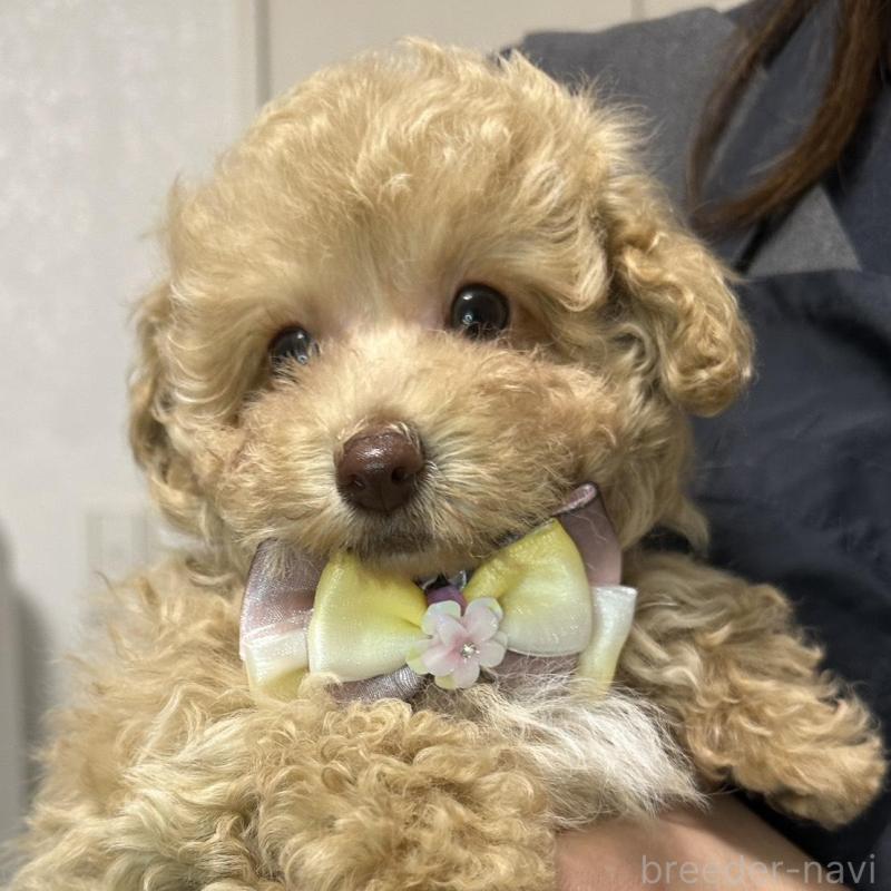 販売中の熊本県のタイニープードル-454714の2枚目