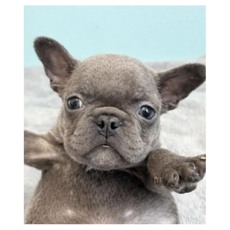 販売中の福岡県のフレンチブルドッグ-454716の4枚目