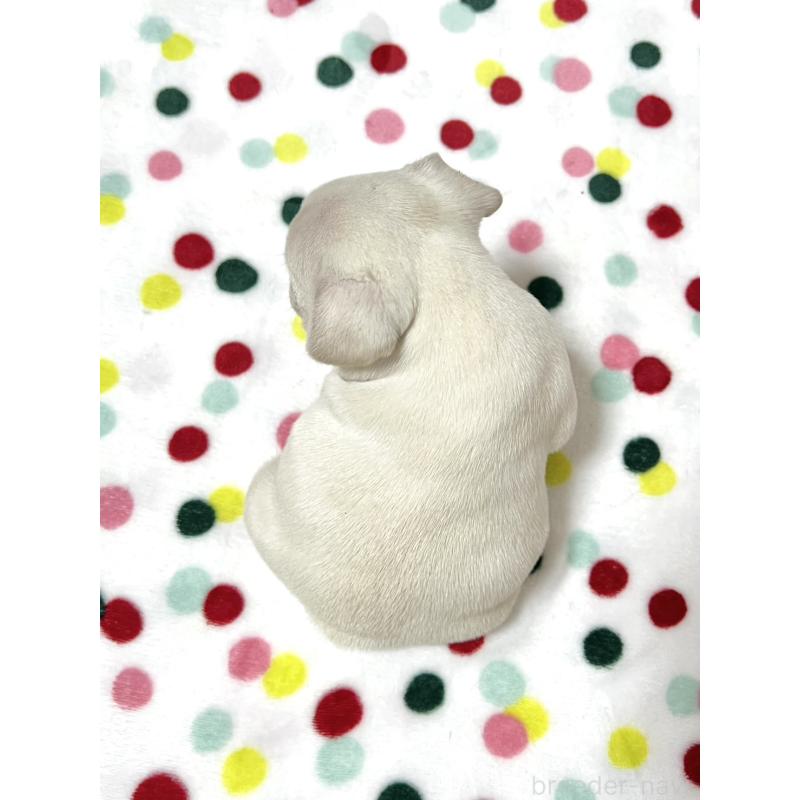 販売中の香川県のフレンチブルドッグ-454715の5枚目