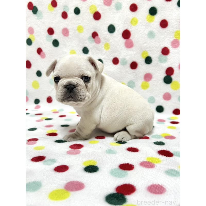 販売中の香川県のフレンチブルドッグ-454715の3枚目