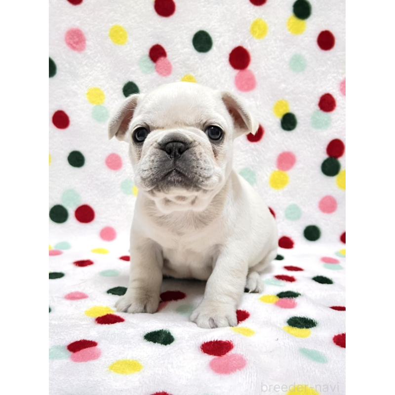 販売中の香川県のフレンチブルドッグ-454715の2枚目