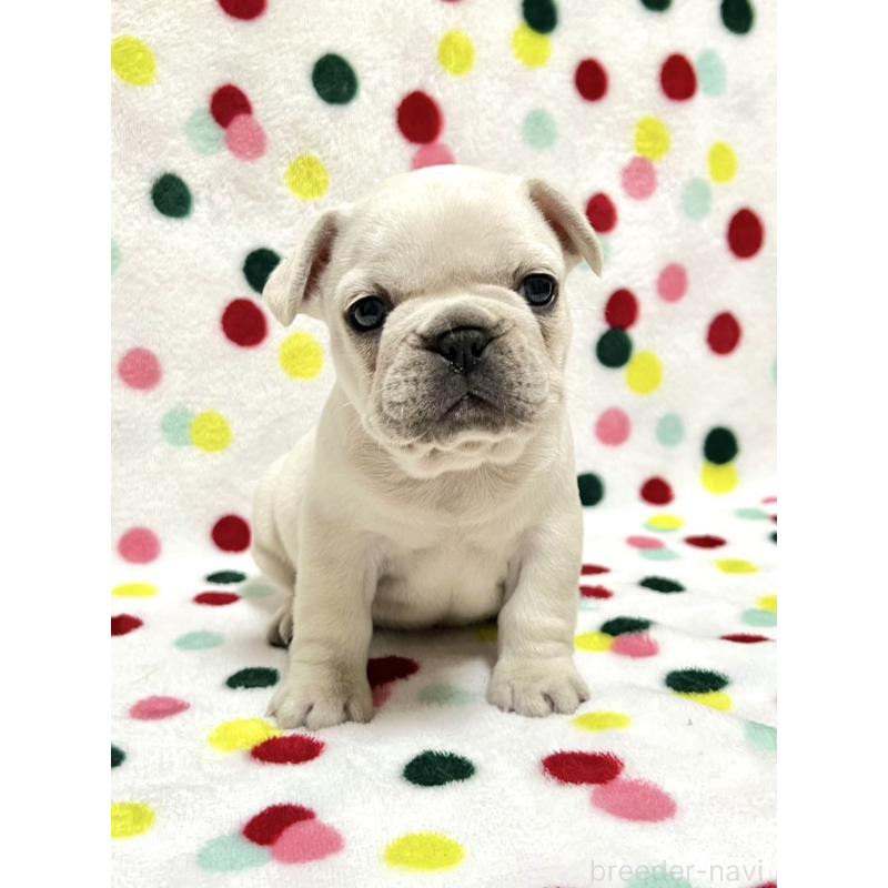 ♀︎フレンチブルドッグ